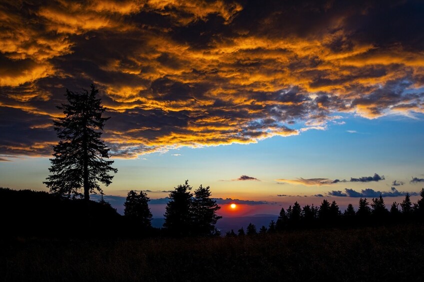 A sunset over a forest with a prominent tree silhouette. 2