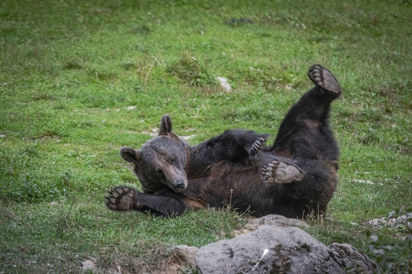 A bear lying on its back in a grassy area. 1