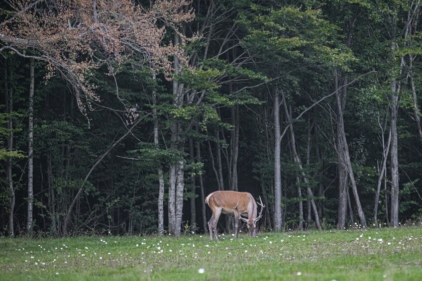 A deer grazing in a grassy field surrounded by trees. 5