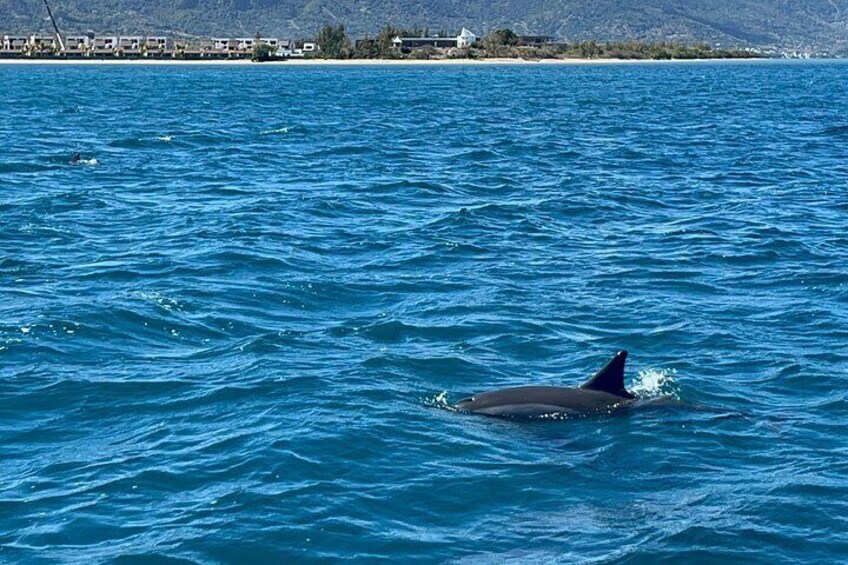 A dolphin swimming in the ocean with a beach and buildings in the background. 4