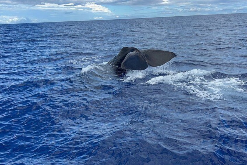 A whale breaching the ocean surface. 2