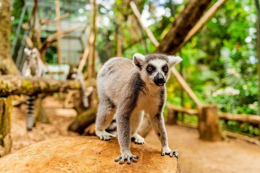 A lemur on a wooden platform in a zoo enclosure with trees and a wooden fence in the background. 1