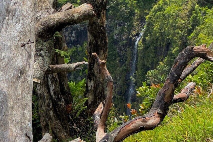 A tree with a large, gnarled root system and a waterfall in the background. 4