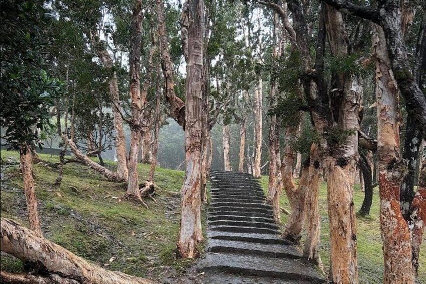 A stone pathway through a forest with tall trees. 5