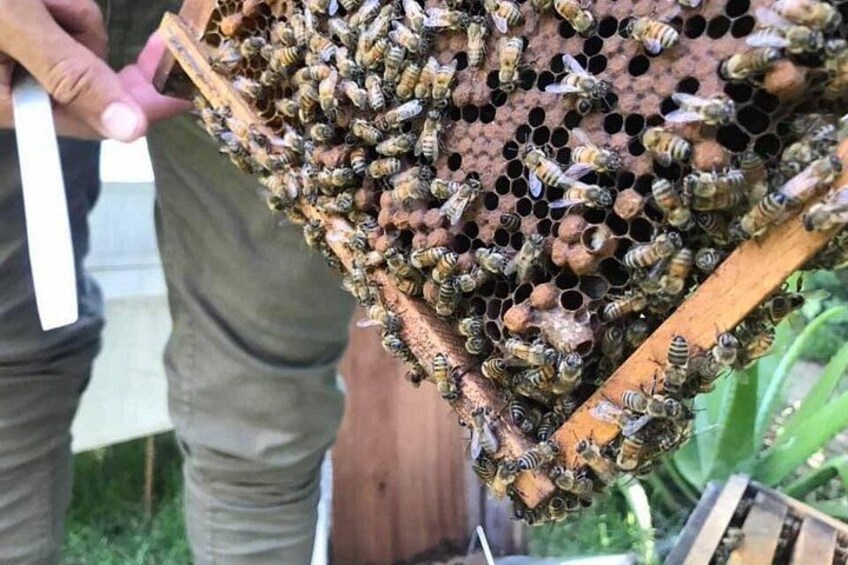 A beehive with bees on a wooden frame. 3