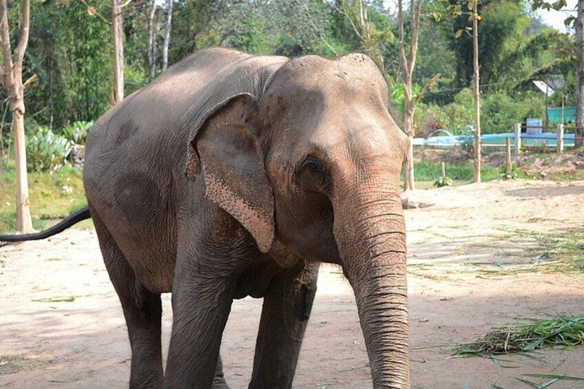 An elephant standing on a dirt path with trees in the background. 5