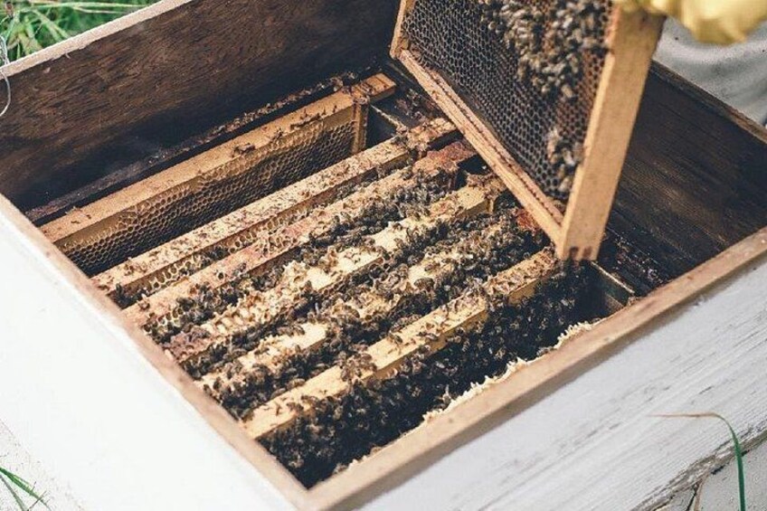 A wooden beehive with multiple frames filled with bees and honeycombs. 4