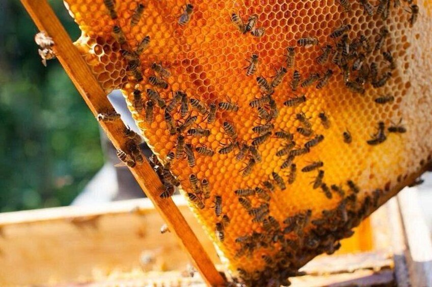 A honeycomb with bees on it. 2