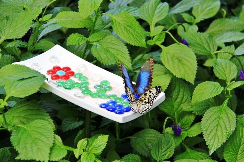 A butterfly on a flower-shaped object surrounded by green foliage. 2
