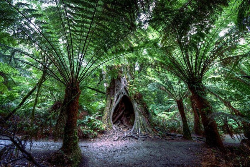 A forest with a large tree with a hollow trunk. 1