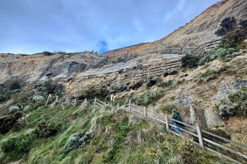 Great Ocean Road & 12 Apostles Private Tour | Your Own Guide 3