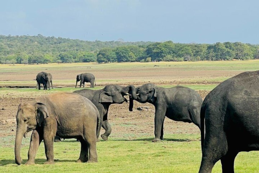 A herd of elephants in a grassy field with trees in the background. 5