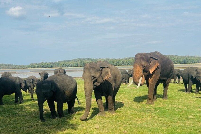 A herd of elephants in a grassy field with a body of water and trees in the background. 3