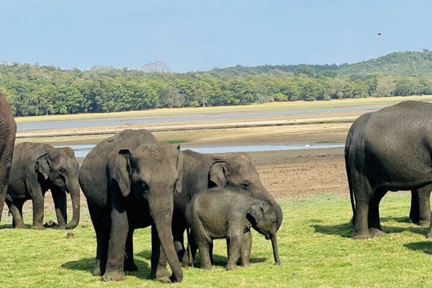 A herd of elephants in a grassy area with a river and forest in the background. 4