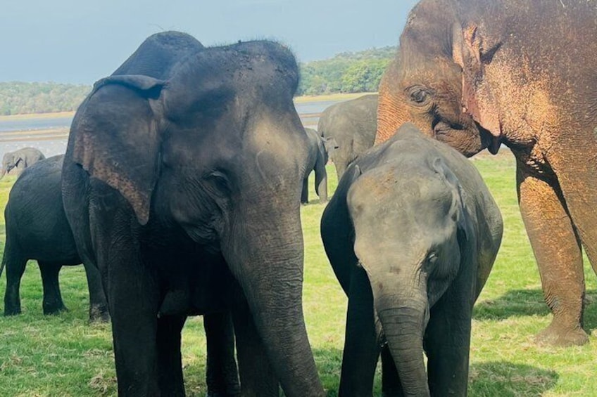 A herd of elephants in a grassy field with a water body in the background. 2