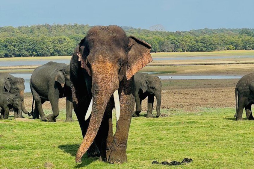 A herd of elephants in a grassy field with a water body in the background. 1