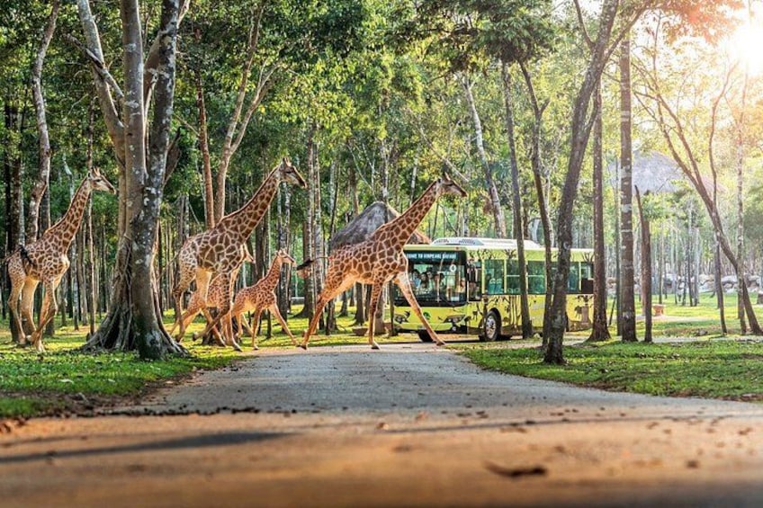 Eine Gruppe Giraffen schreitet auf einem Pfad, im Hintergrund ist ein Bus zu sehen. 2
