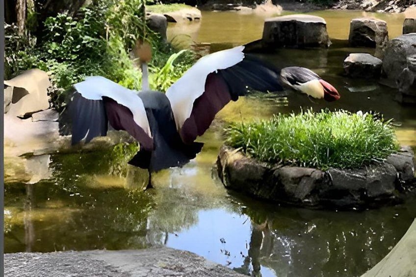 Ein Vogel fliegt über einen Teich mit Steinen und Gras. 4