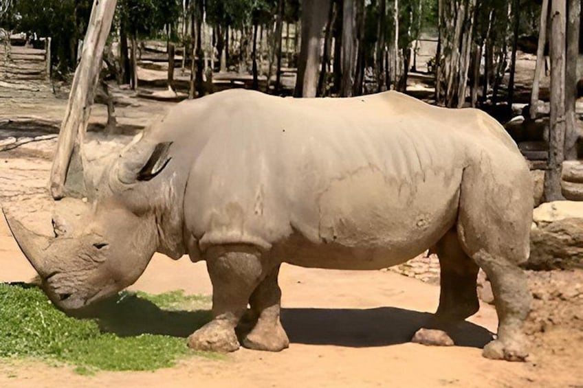 Ein Nashorn grast in einer trockenen, sandigen Gegend mit vereinzelter Vegetation und Holzbauten im Hintergrund. 3