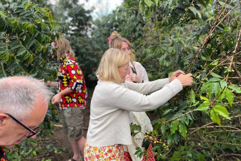 Personas recolectando fruta de los árboles en un frondoso huerto. 3
