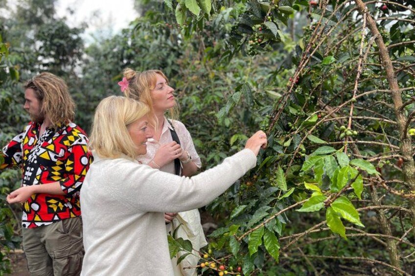 Un grupo de personas observando una planta con hojas verdes y bayas rojas. 2