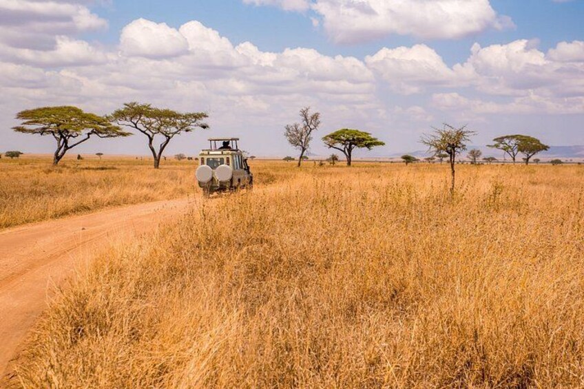 Game Drive 2