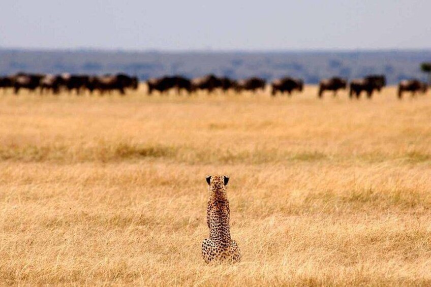 A leopard in a grassy field with a herd of wildebeests in the background. 3