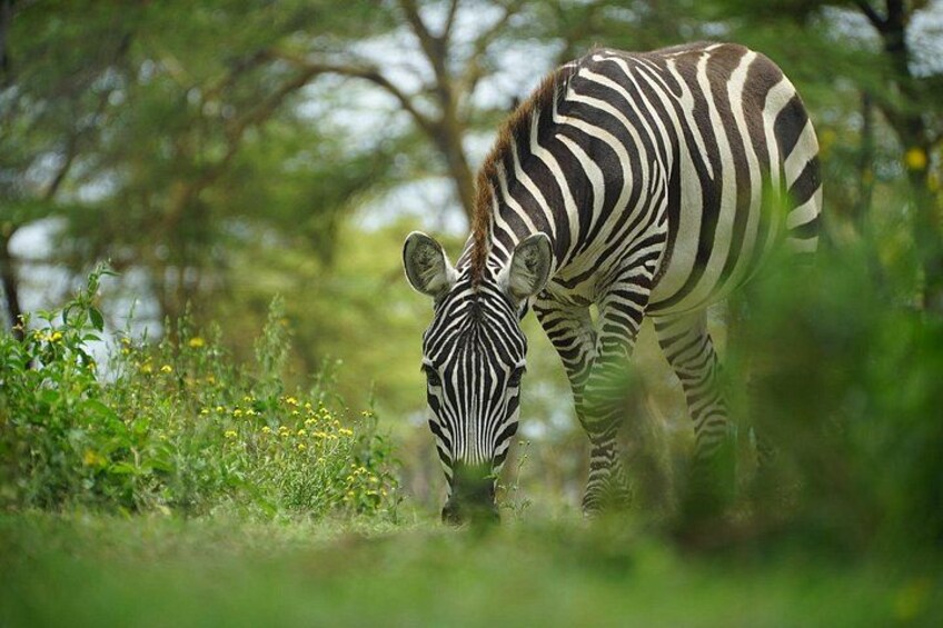 A zebra grazing in a grassy field with trees in the background. 2