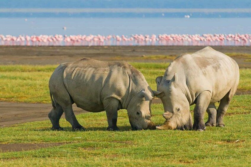 Two rhinos grazing in a grassy field with a flamingo lagoon in the background. 1