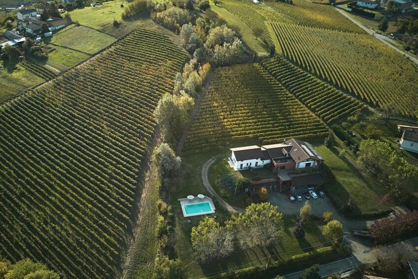 Ein Weinberg mit Reihen von Weinreben, ein Haus und ein Schwimmbecken. 2