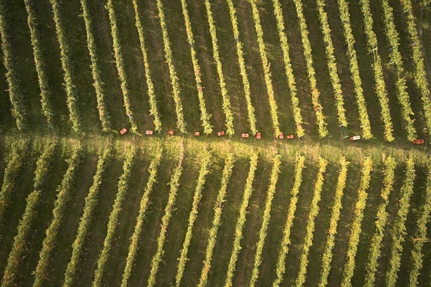 Eine weitläufige landwirtschaftliche Fläche mit Reihen von Feldfrüchten und mehreren kleinen roten Gebäuden. 4