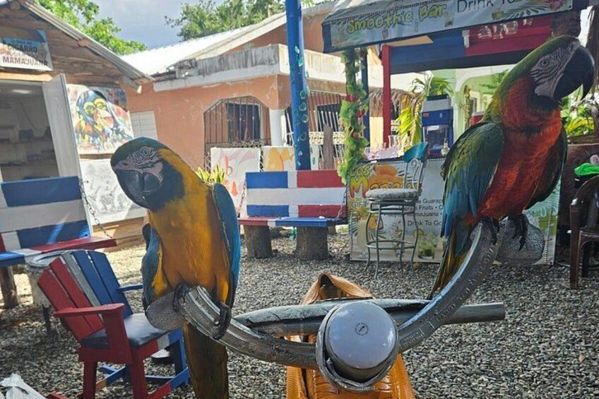 Two colorful parrot sculptures, a red and blue chair, and a smoothie bar in the background. 5