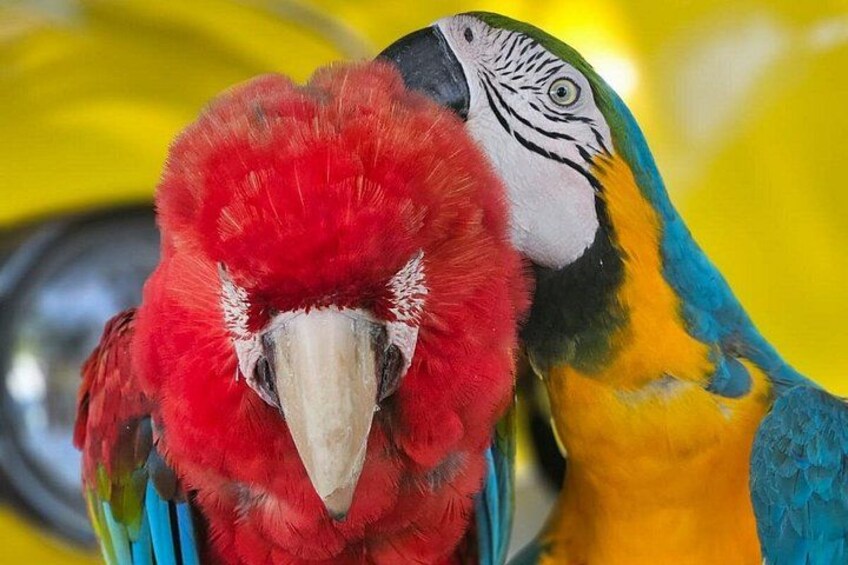 A close-up of a parrot with red, blue, and yellow feathers. 4