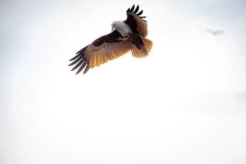 A bird in flight against a clear sky. 4