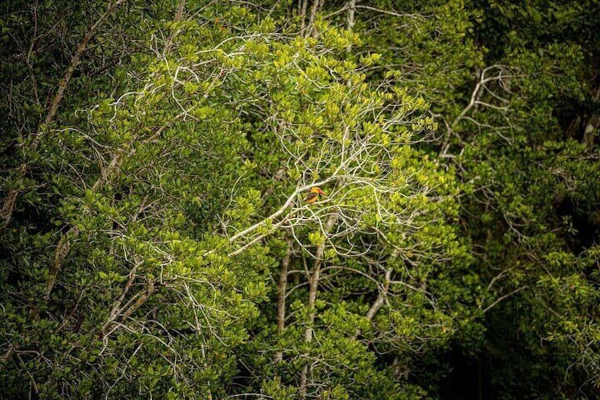 A dense forest with a variety of green foliage and branches. 2