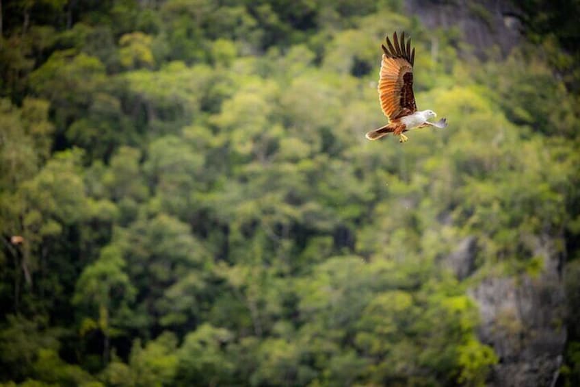 A bird of prey flying over a dense forest. 5