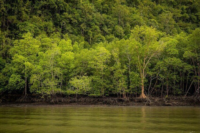 A riverbank with dense green vegetation and trees. 3