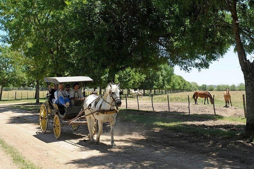 A horse-drawn carriage on a dirt path, surrounded by trees and a fenced area with horses. 5