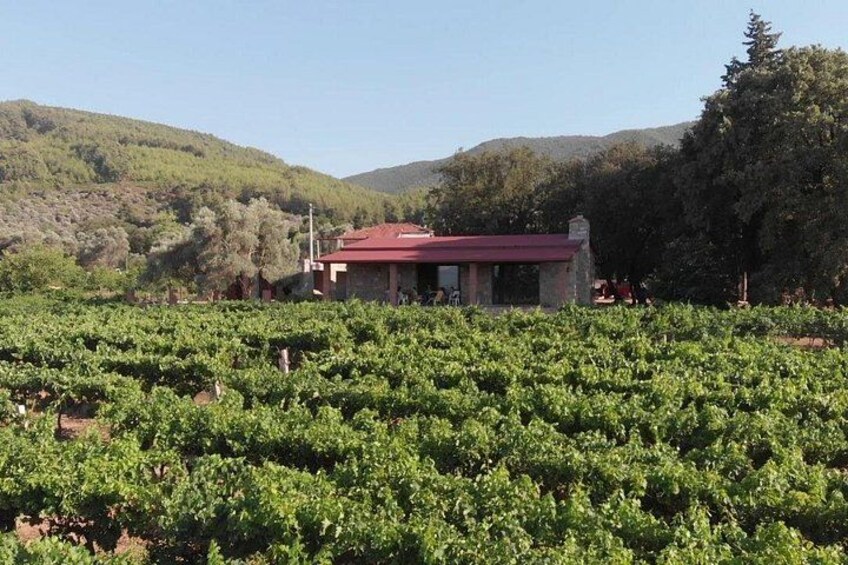 A vineyard with rows of grapevines, a building with a red roof, and a mountainous backdrop. 5