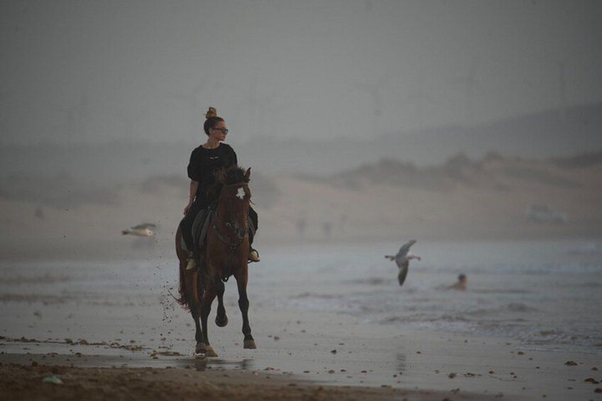 A person riding a horse on a beach with waves and a bird flying in the background. 1
