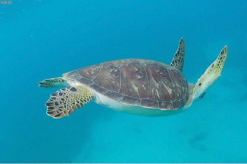 Sea Turtle Snorkel Tour 4