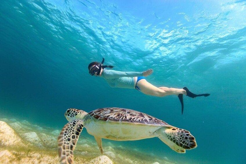 Sea Turtle Snorkel Tour 1