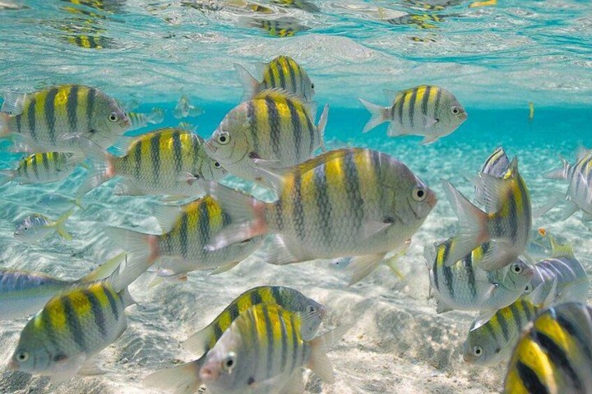 Glass Bottom Boat & Snorkeling Tour in Puerto Plata 3