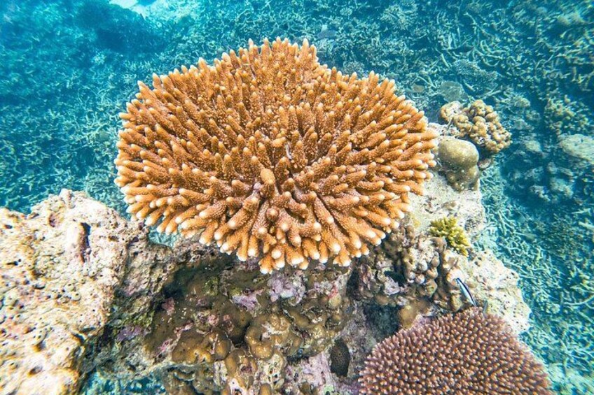 A coral reef with a prominent coral formation. 2