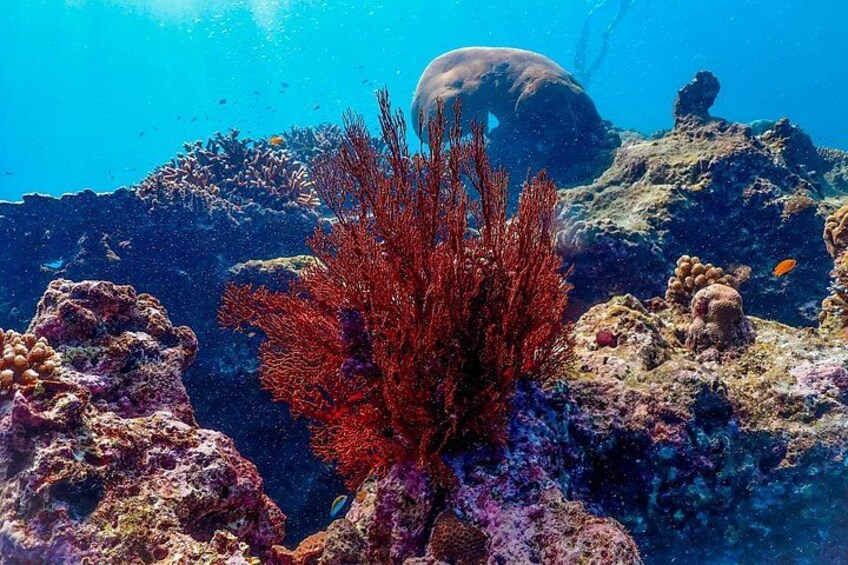 A vibrant coral reef with a large red coral, a rock formation, and a sea turtle swimming in the background. 4