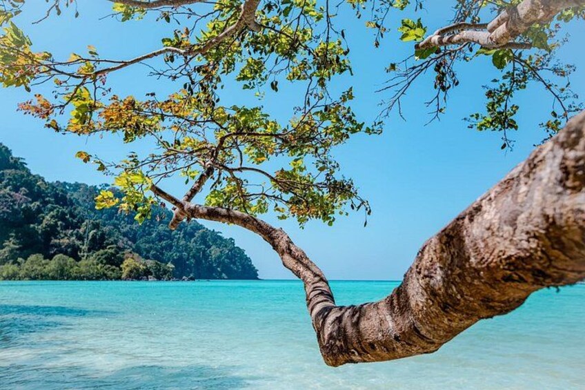 A tree branch overhanging a turquoise sea with a forested island in the background. 3