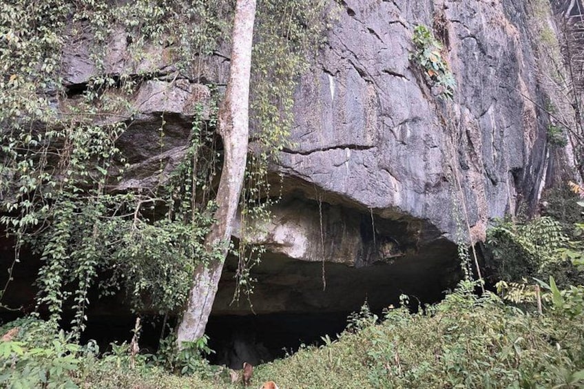 Eine steile Felswand mit einem Baum, der daraus wächst, umgeben von dichtem Grün. 3
