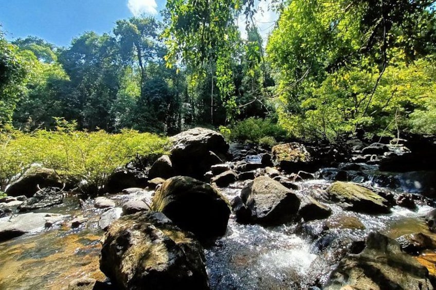 Ein Bach fließt über Felsen in einer bewaldeten Gegend mit dichtem Grün. 2