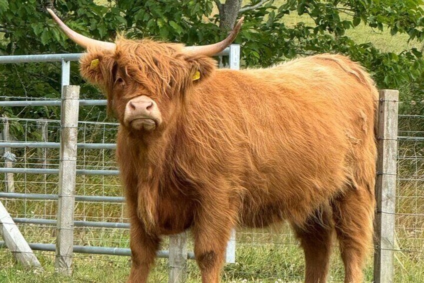 Une vache des Highlands, à la fourrure longue et aux cornes imposantes, se tient dans un enclos, avec une végétation verdoyante en arrière-plan. 1