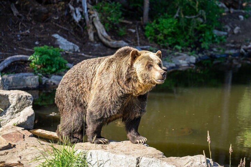 A bear standing on rocks by a pond. 1